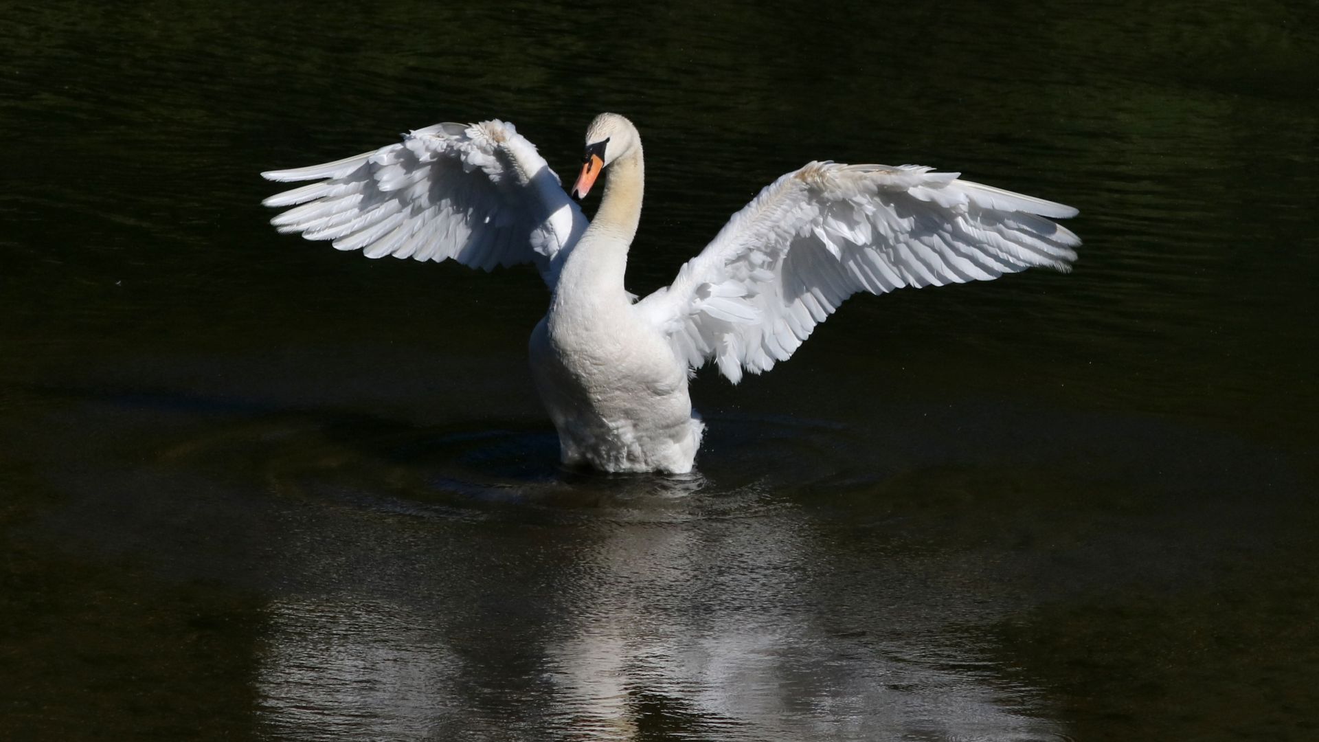 Wallpaper Swan, take off, wings, white bird