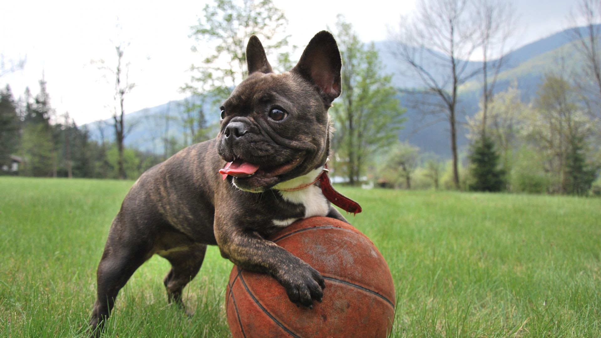 Wallpaper French bulldog, ball, play, puppy