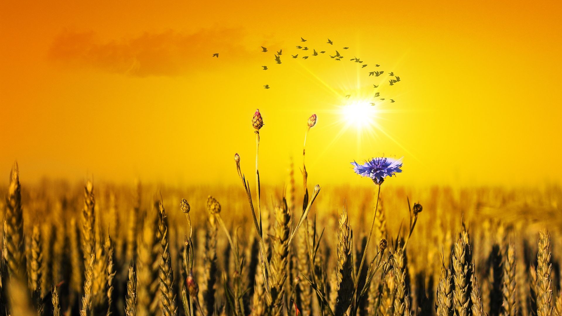 Wallpaper Cornflower, summer field, sunset