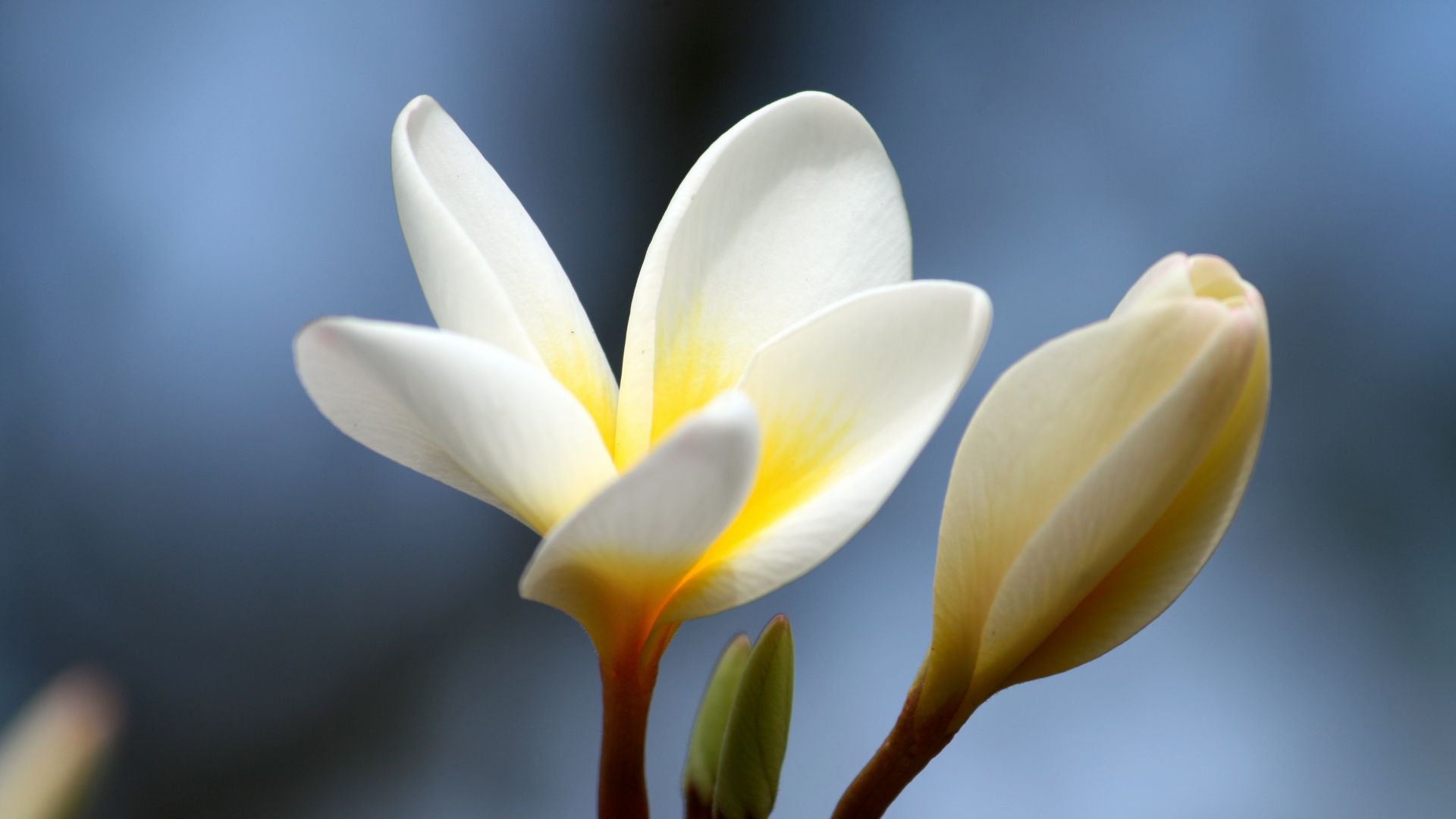 Desktop Wallpaper Plumeria Flower Bud, Close Up, Hd Image, Picture,  Background, Katra0
