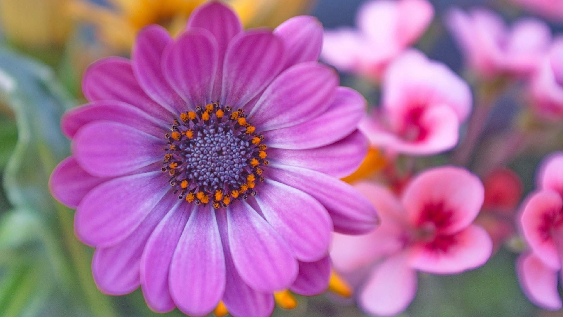 Wallpaper Purple Daisy flower, close up