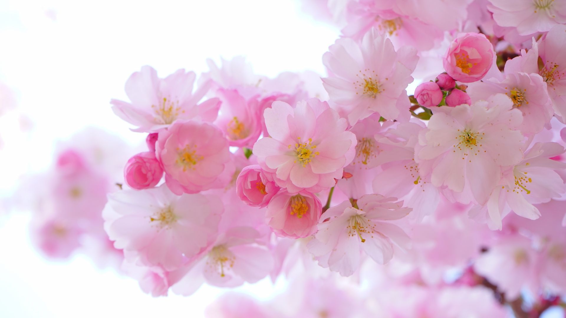 Wallpaper Japanese cherry flowers, spring, pink
