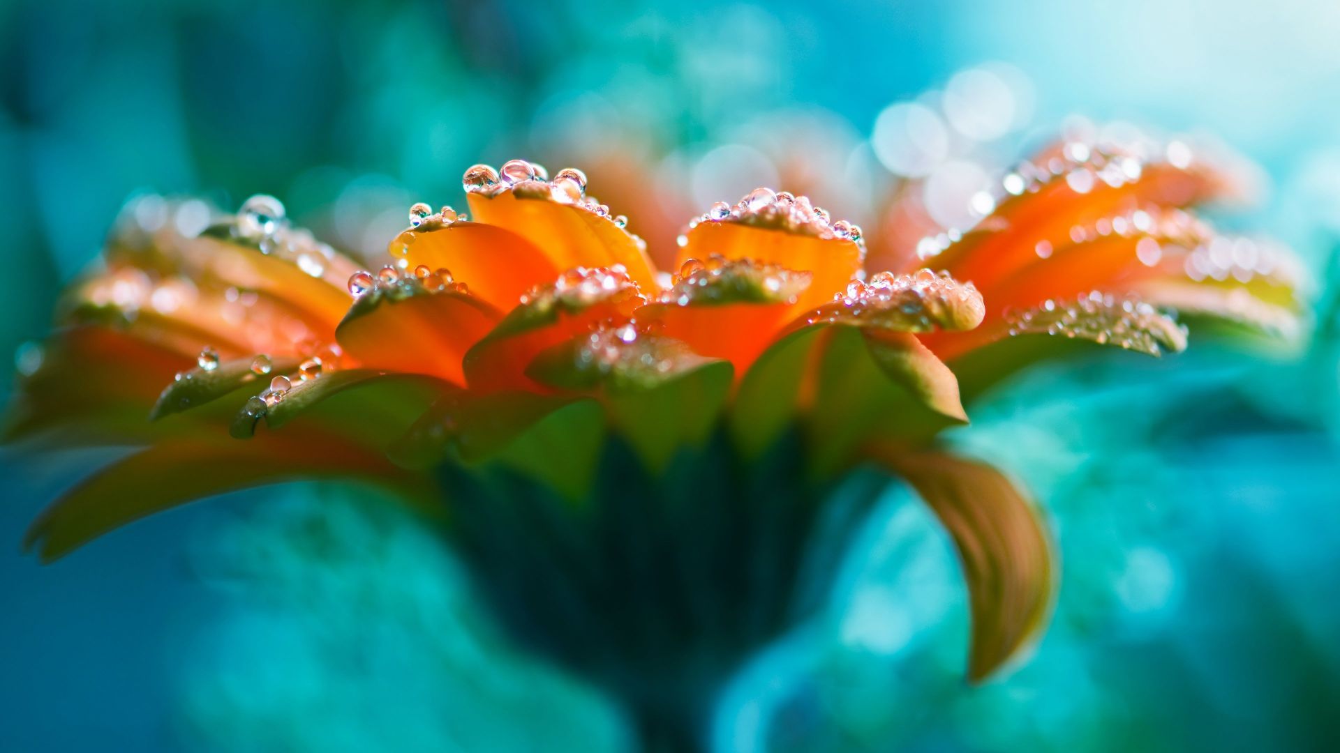 Wallpaper Gerbera flowers, water drop, close up