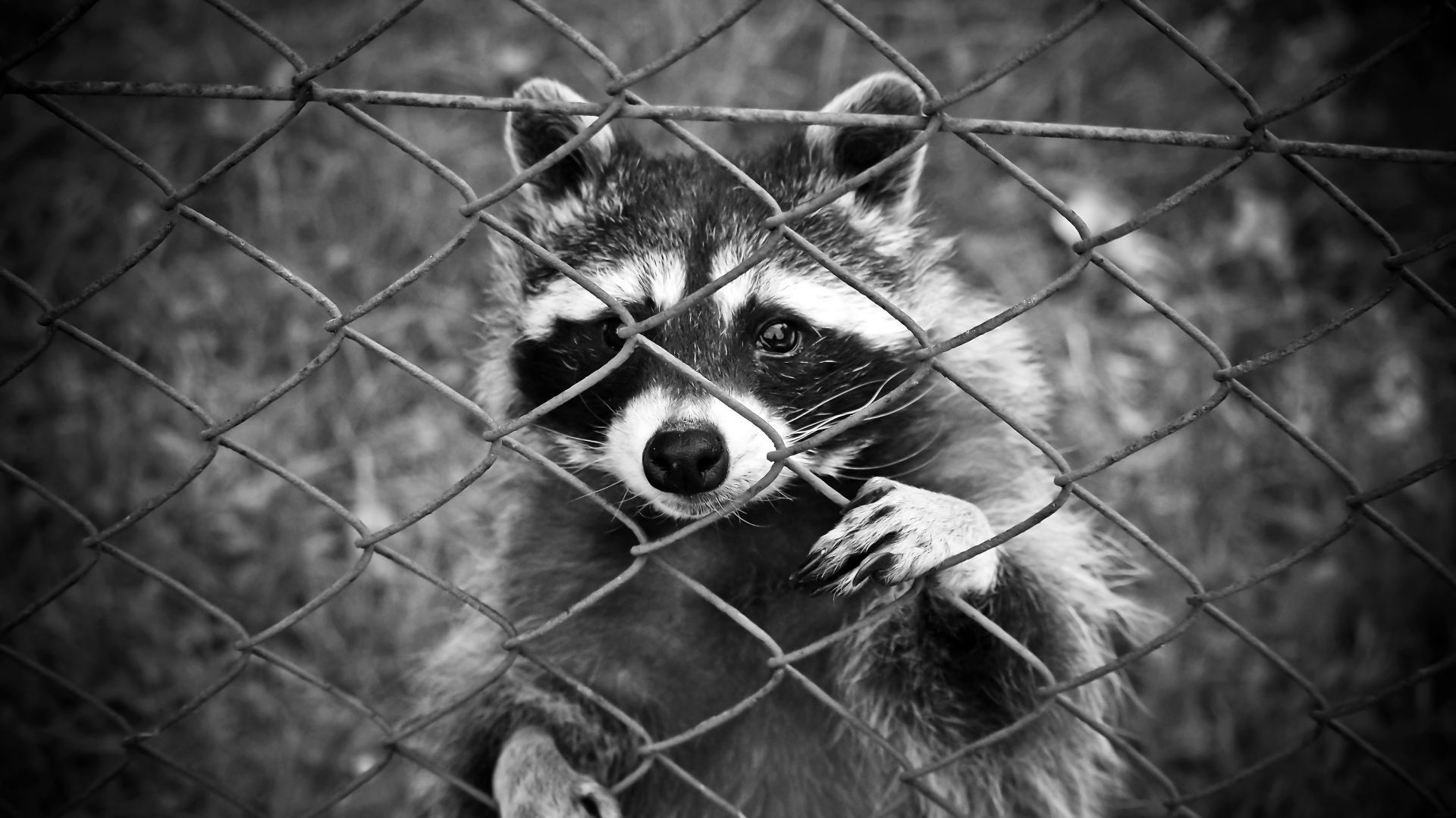 Wallpaper Raccoon animal, monochrome