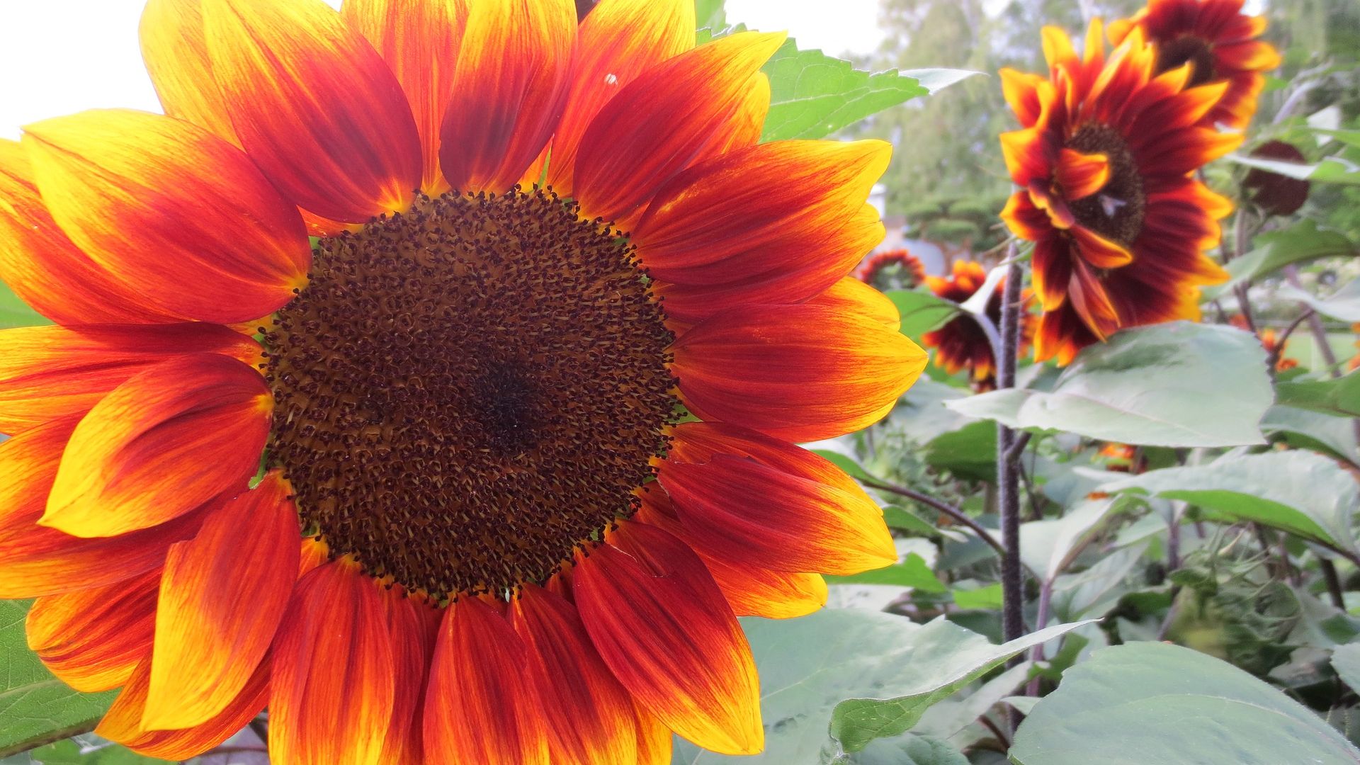 Wallpaper Sunflower flowers farm, close up