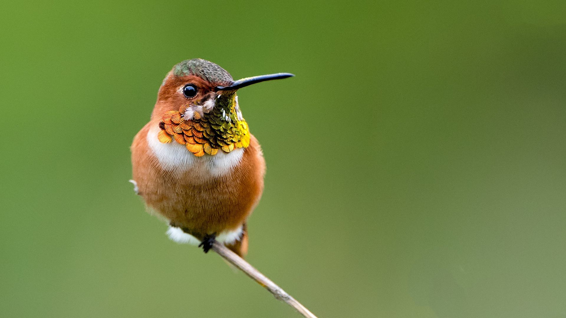 Wallpaper Small hummingbird, bird, sitting, close up