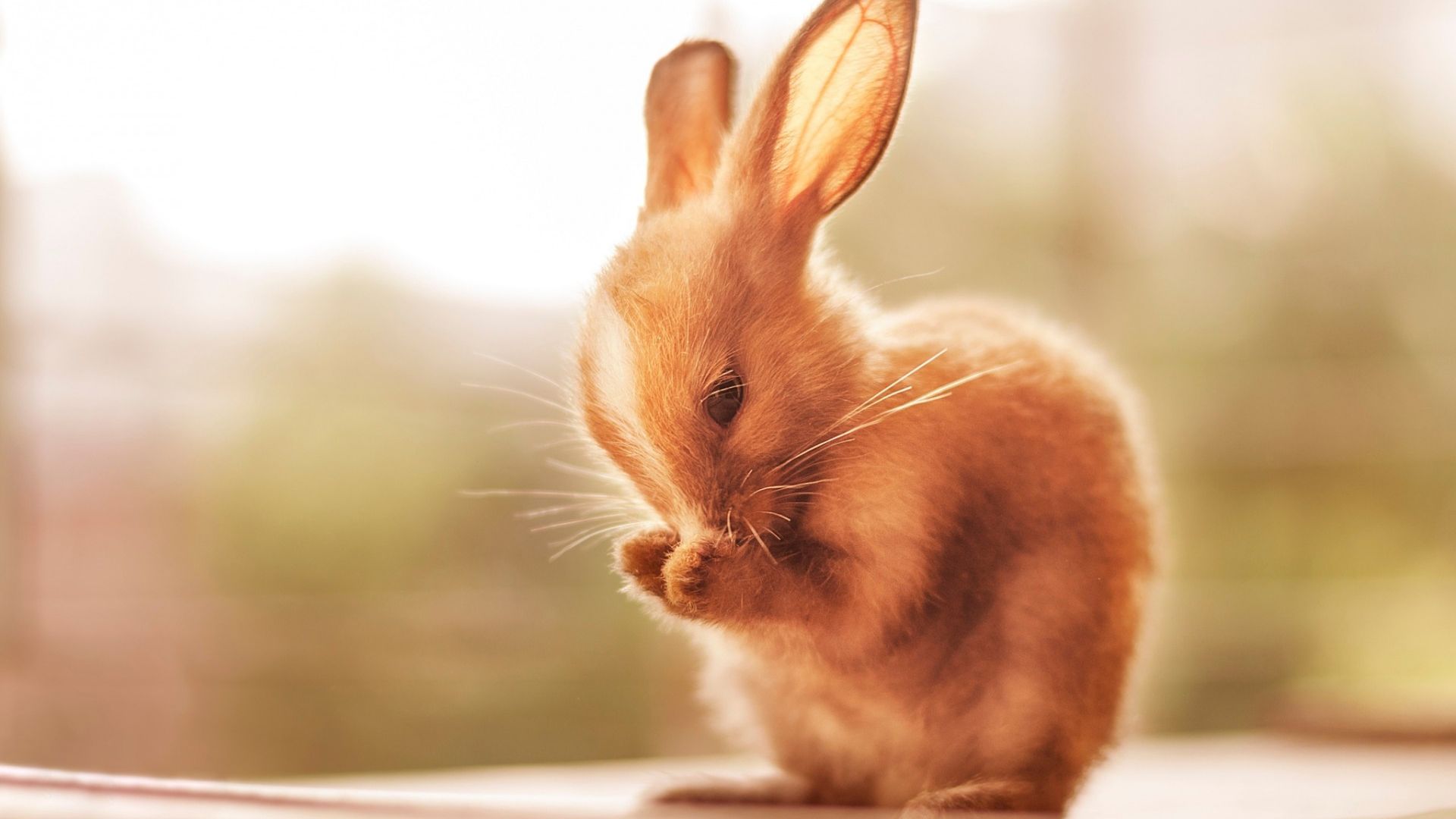 Desktop Wallpaper Cute Bunny Rabbit Animals, Hd Image, Picture, Background,  Ke4rvd