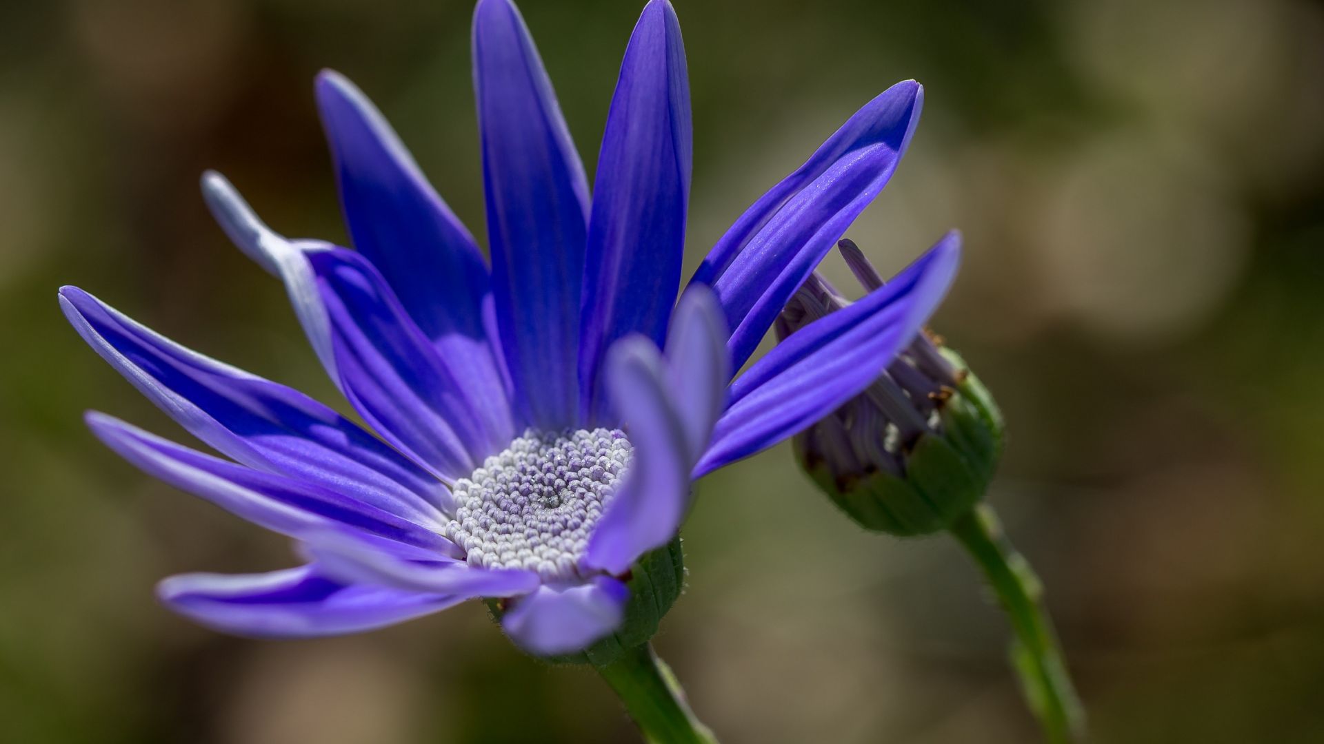 Wallpaper Blue flower, close up, spring