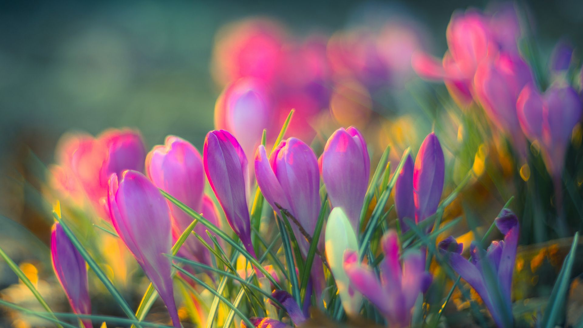 Wallpaper Spring, pink flower, crocus field, blur
