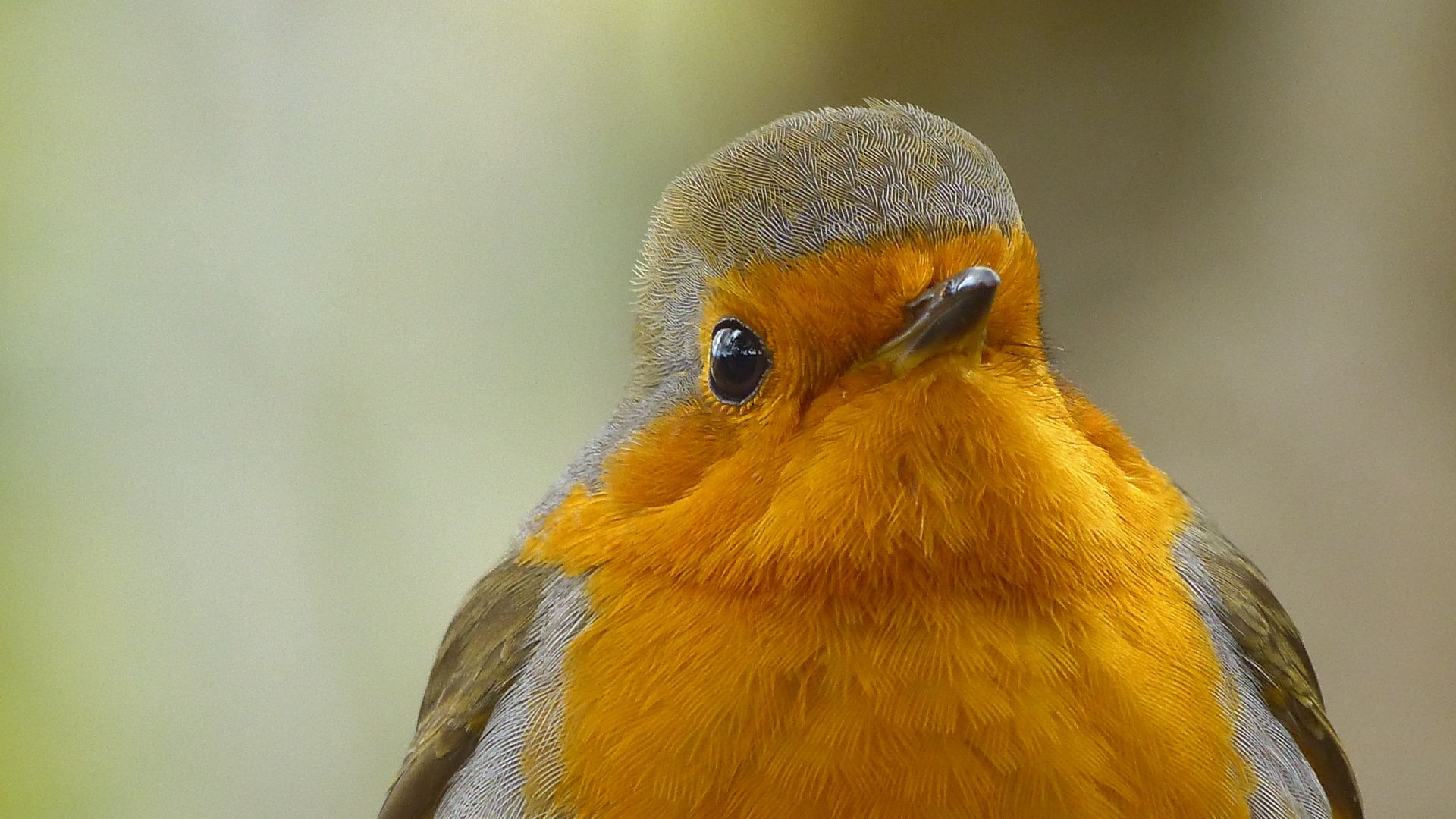 Wallpaper Robin bird, muzzle, close up