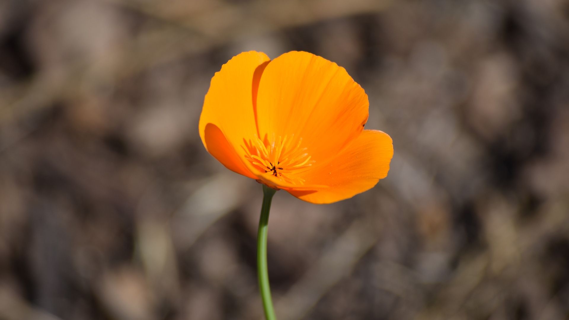 Wallpaper Orange poppy, flower, blur