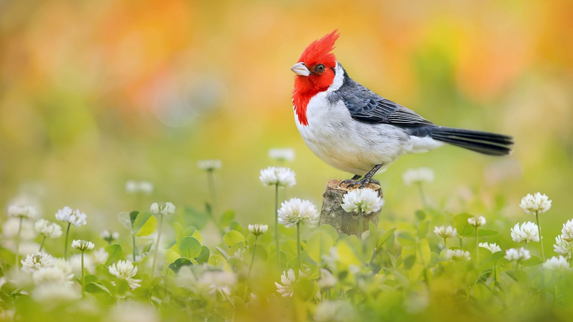 Wallpaper Red-crested cardinal, Cardinal, bird, @ meadow