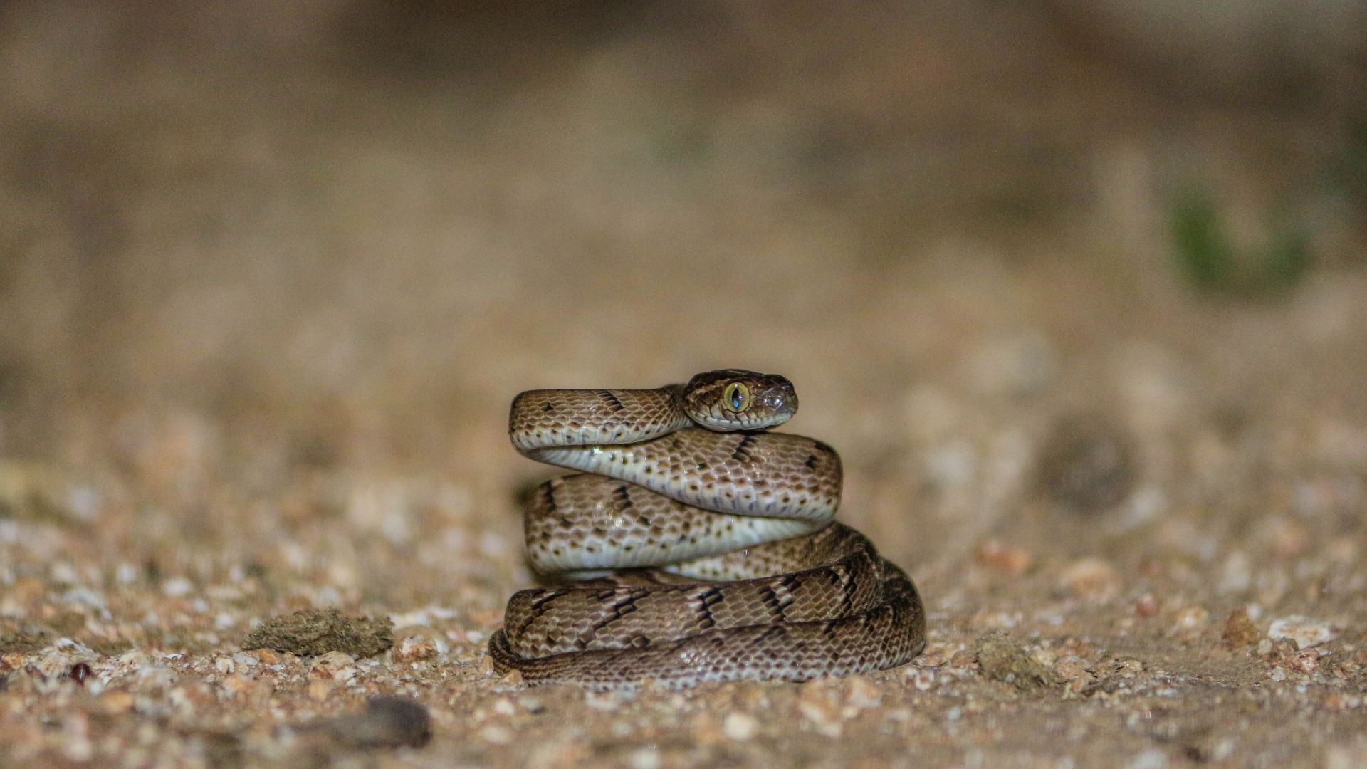 Wallpaper Snakes, reptile, blur