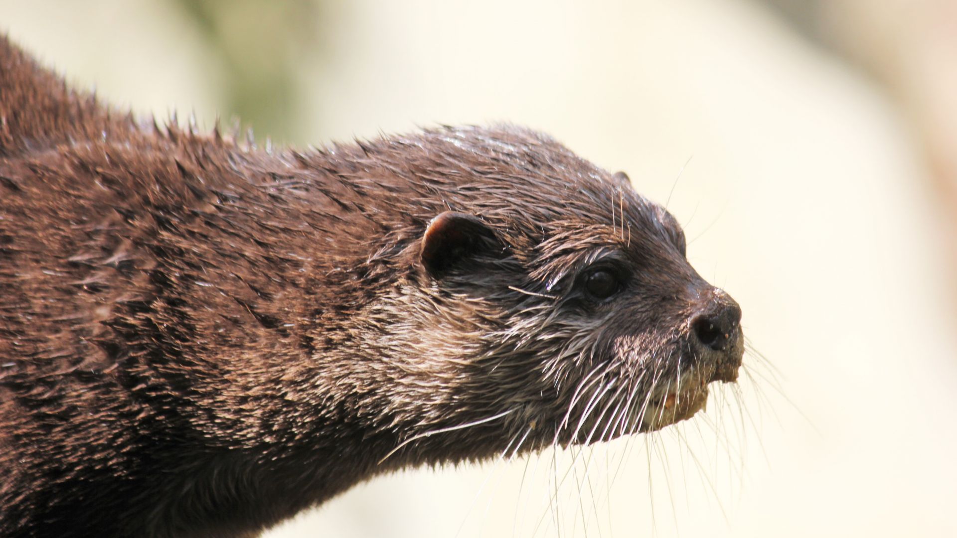 Wallpaper Otter, water animal, wet body