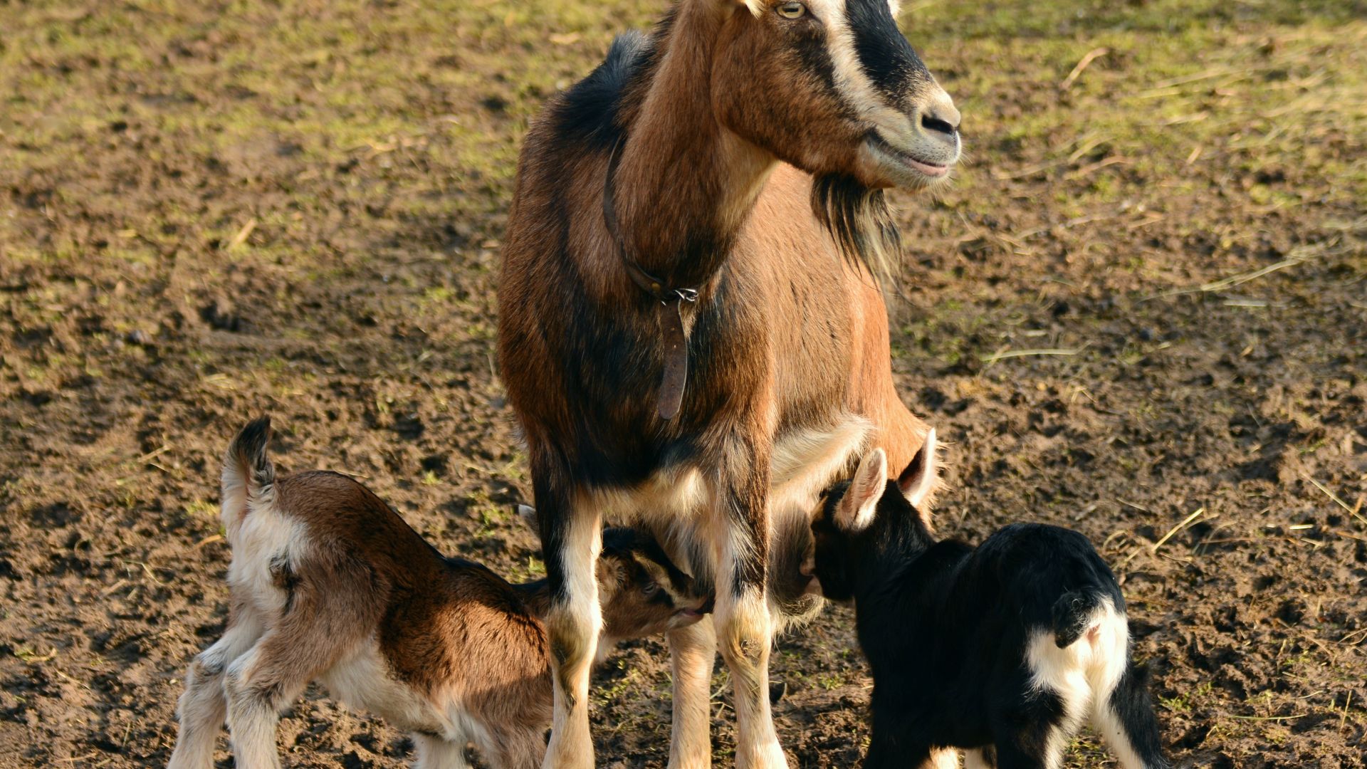 Wallpaper Goats, young goats, animal