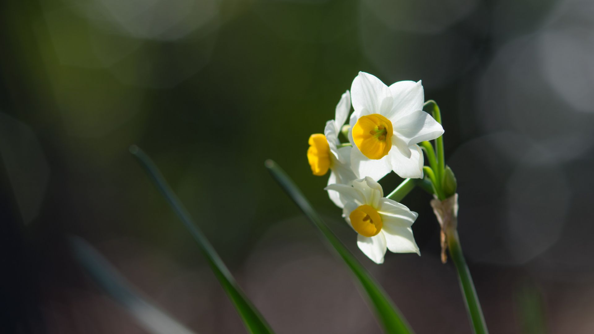 Wallpaper Daffodil, Narcissus, white flowers, bokeh