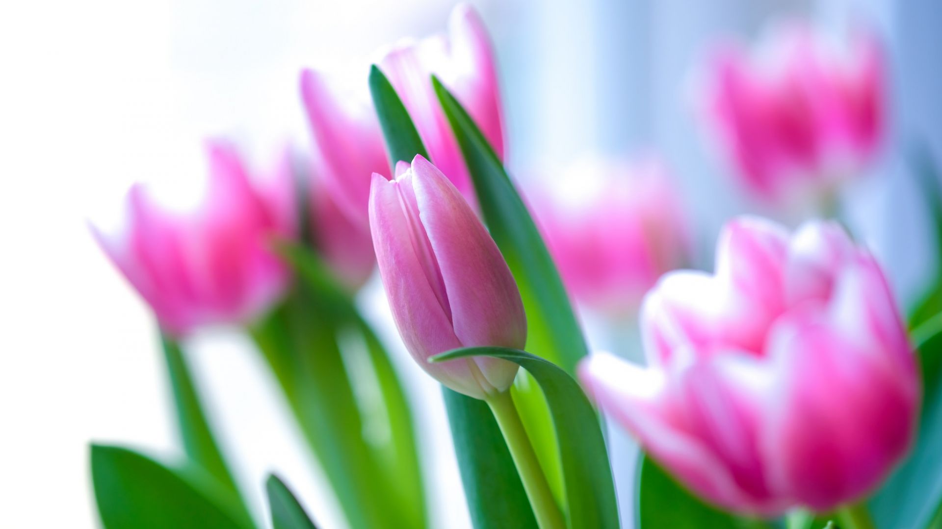 Wallpaper Beautiful, pink tulips, flowers
