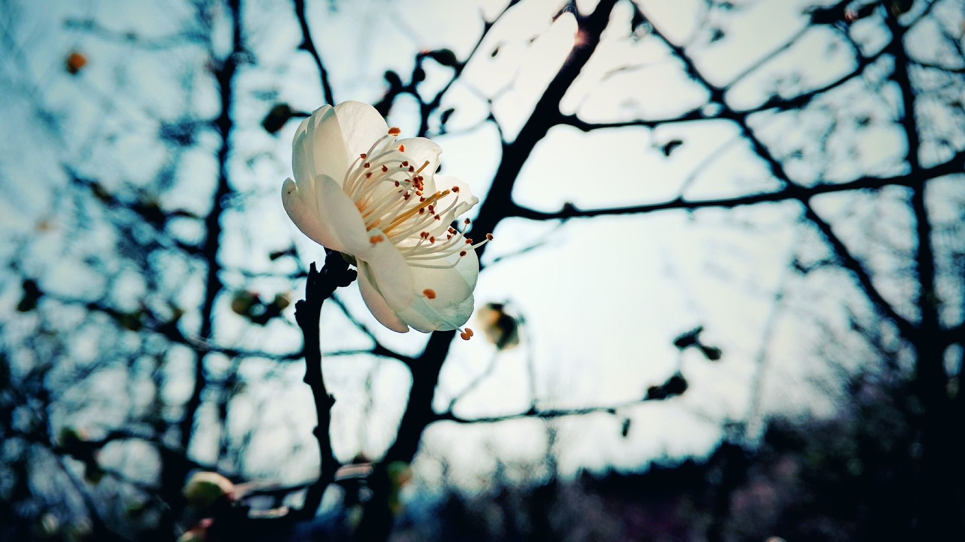 Desktop Wallpaper Plum Blossom, Winter, White Flower, Hd Image, Picture,  Background, Kkalka