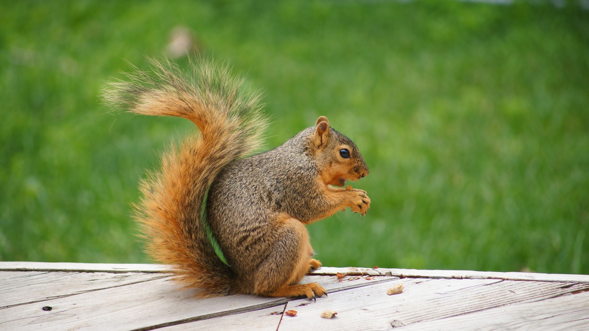 Wallpaper Squirrel, eating, nut
