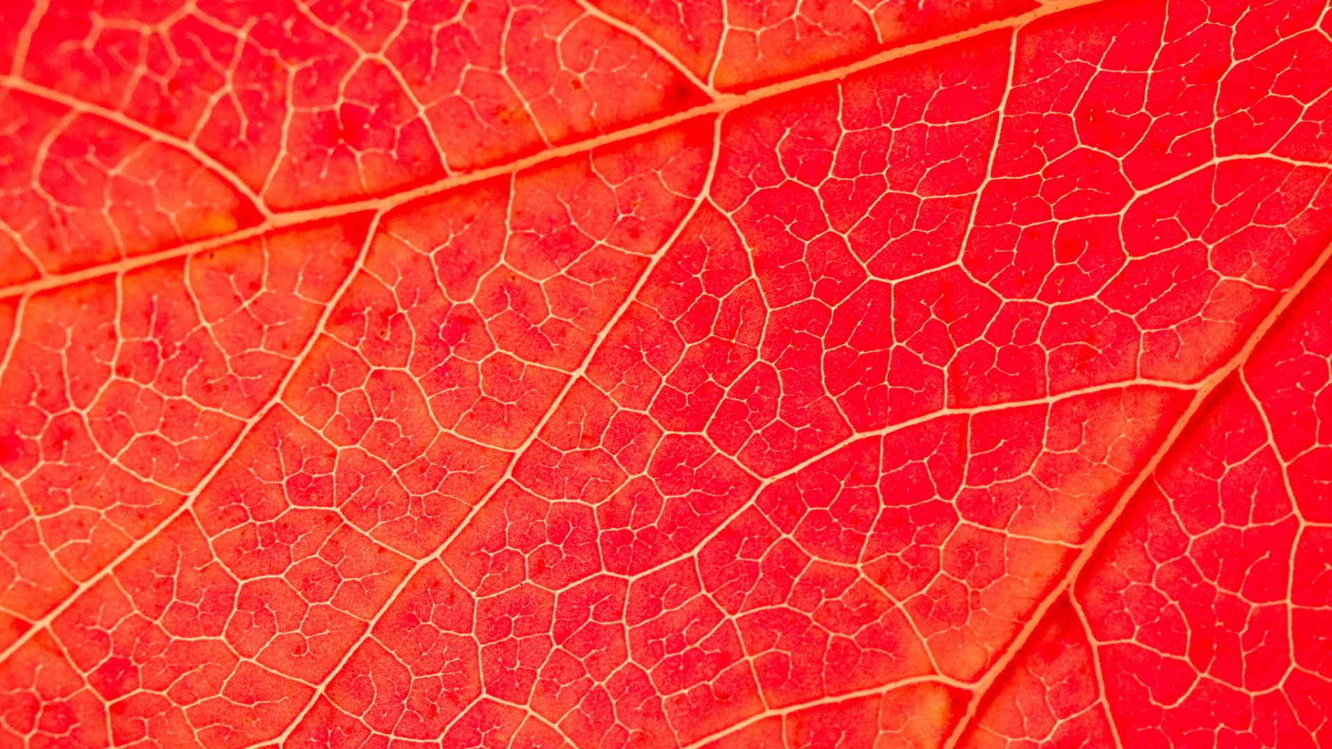 Wallpaper Red leaf, veins, close up