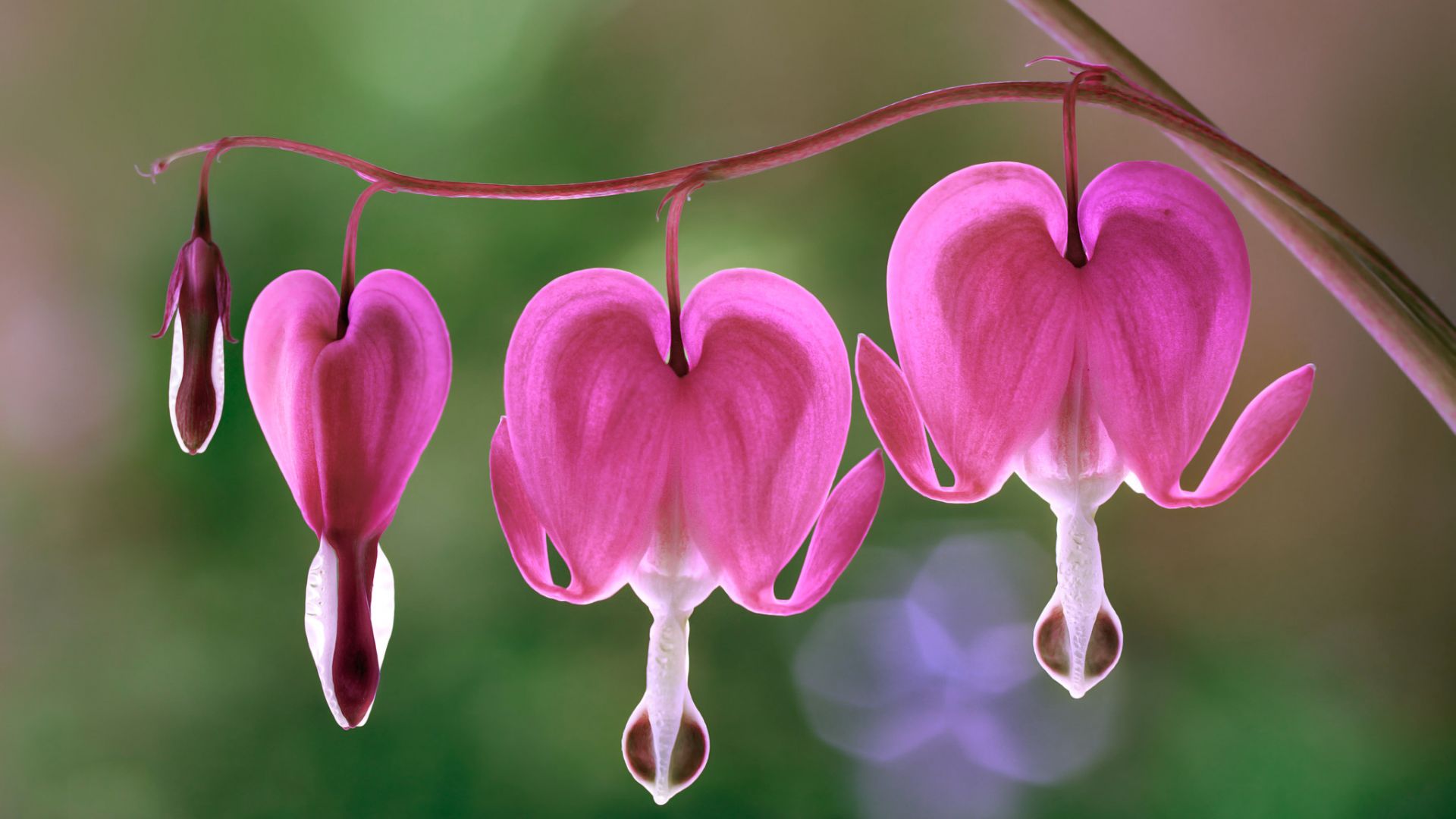 Wallpaper Bleeding heart, Lamprocapnos, pink flowers