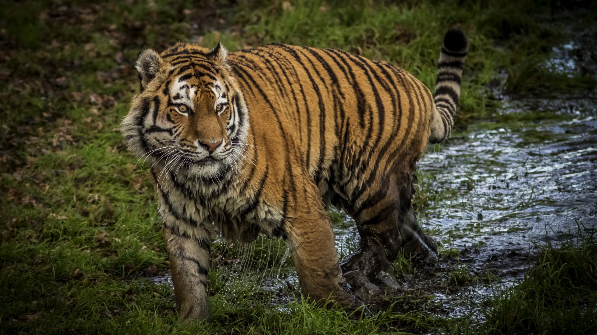 Wallpaper Tiger, animal, predator of jungle