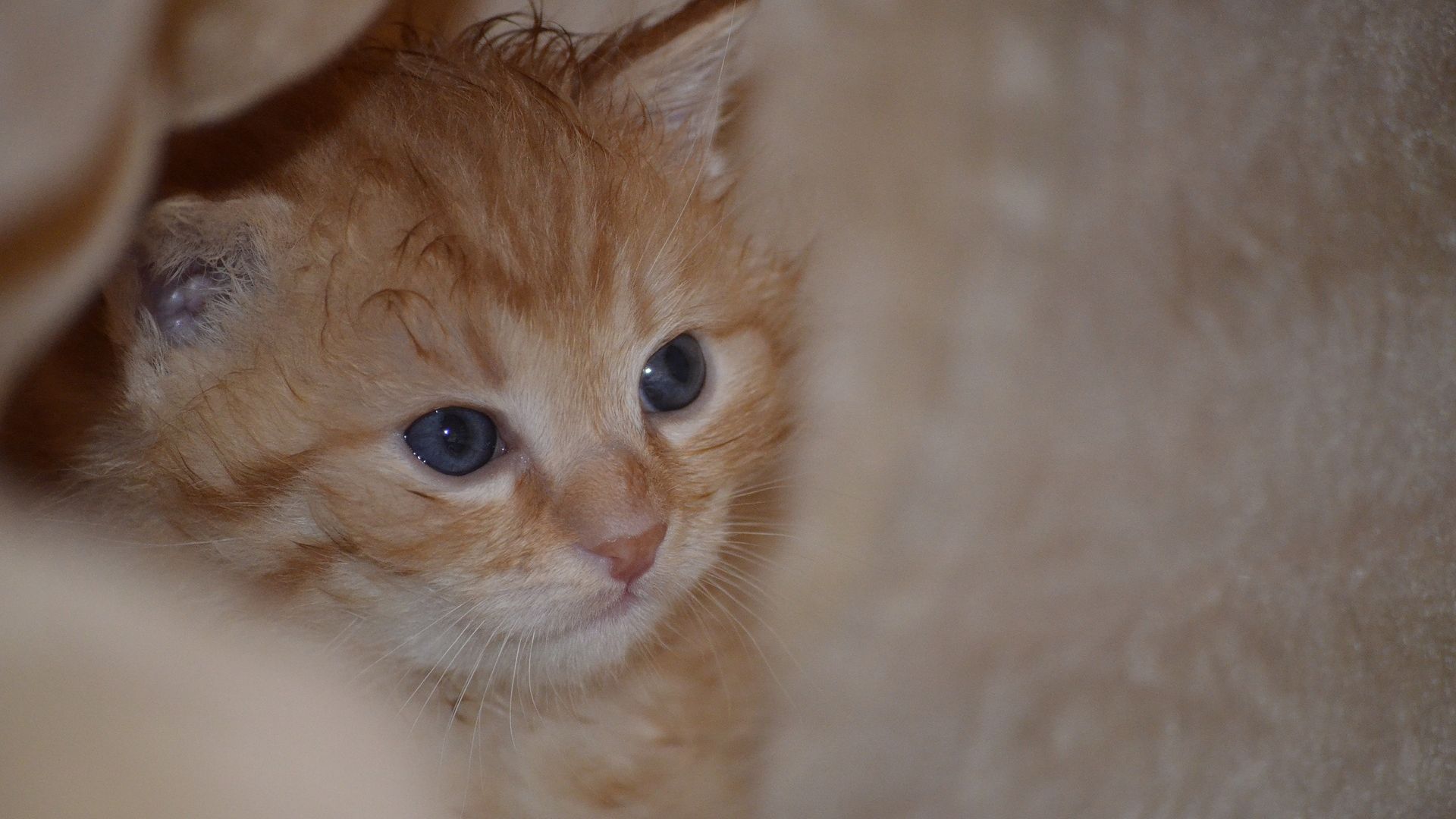 Wallpaper Little kitten, cute, stare