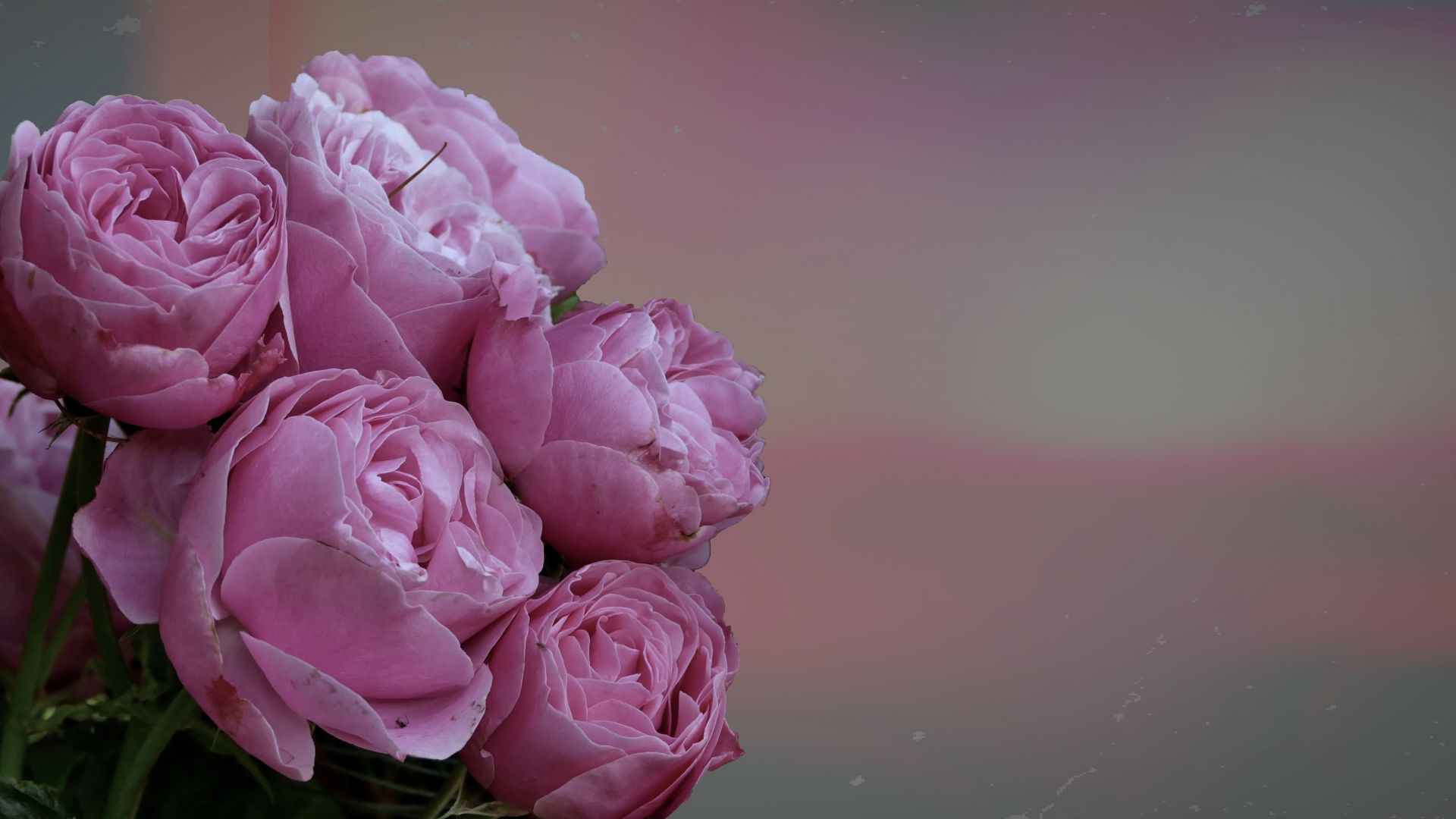 Wallpaper Pink rose, flowers