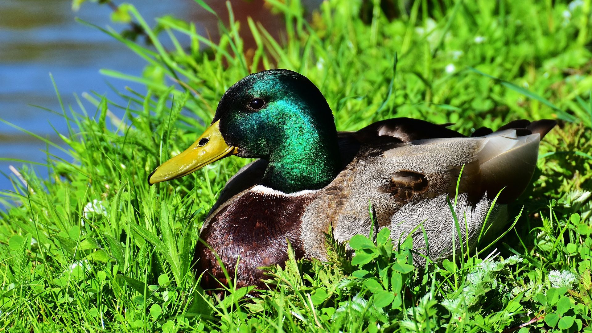 Wallpaper Duck, sit, grass, colorful bird