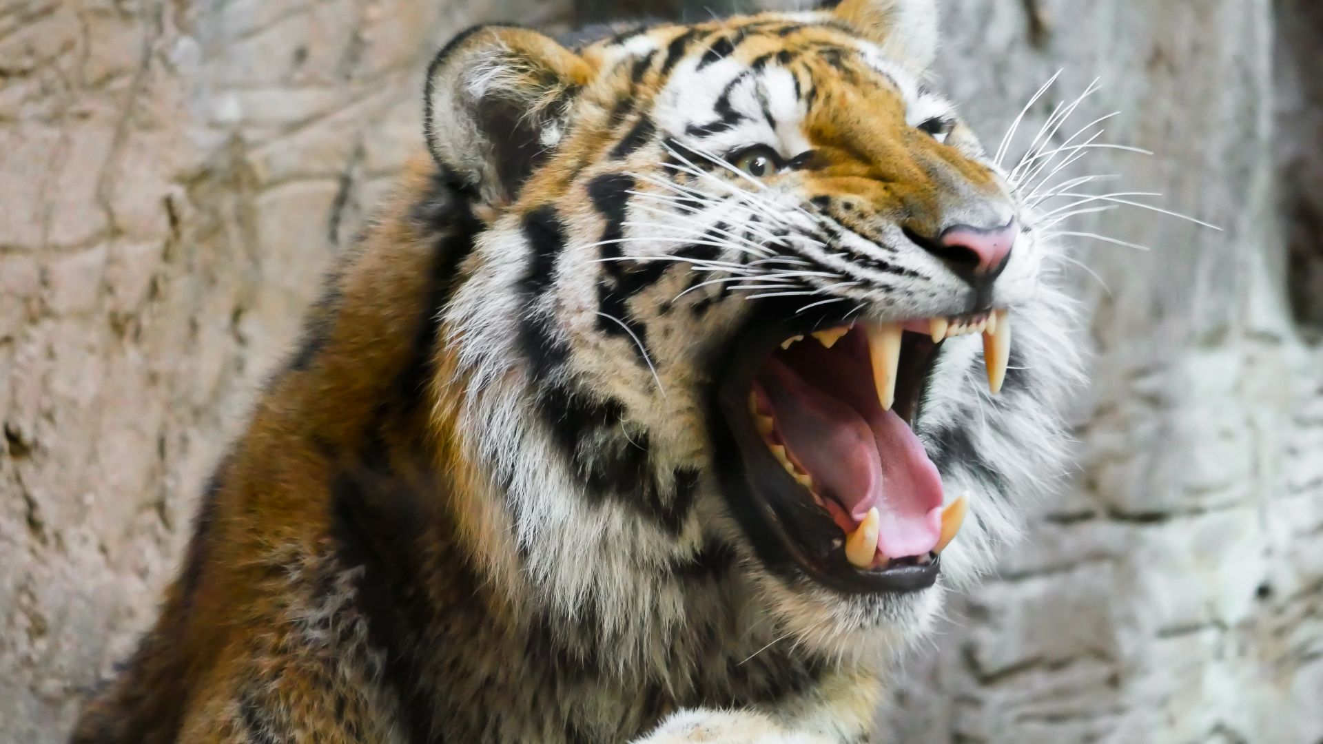 Wallpaper Tiger muzzle, predator animal