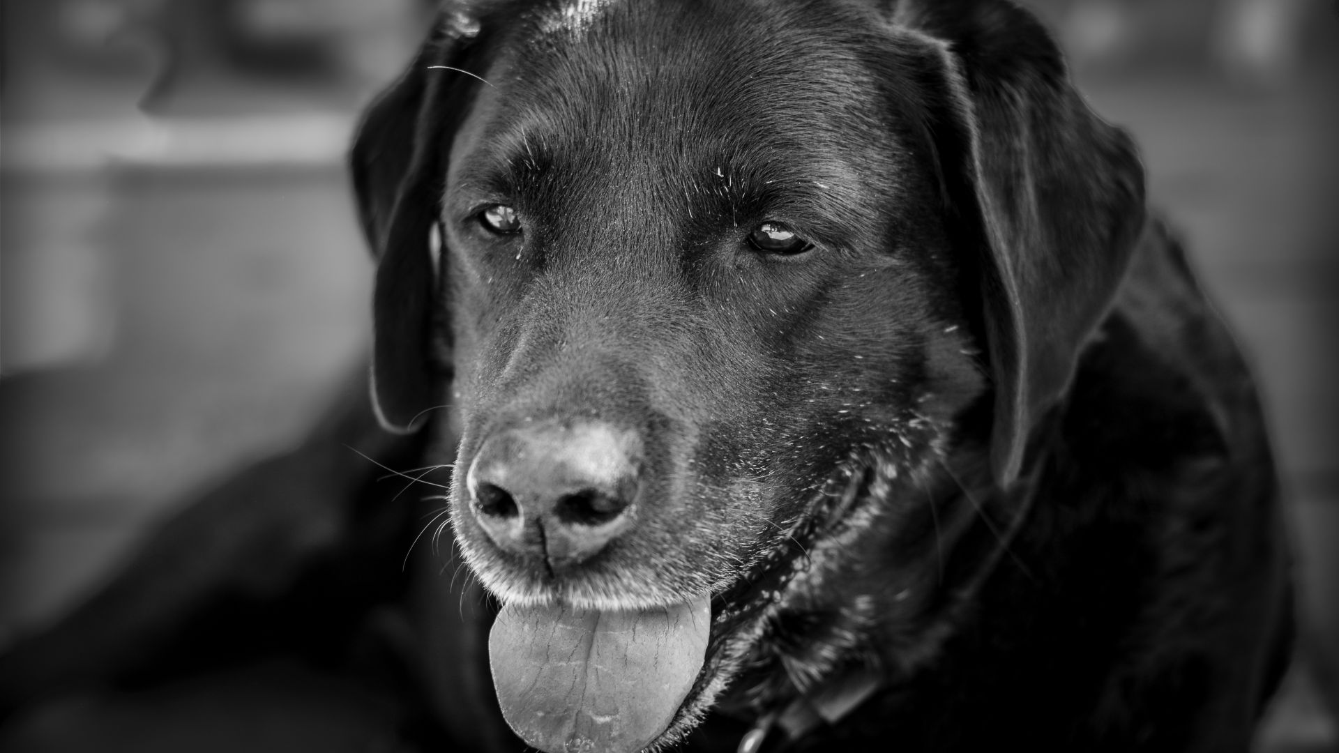 Wallpaper Labrador, dog muzzle, monochrome