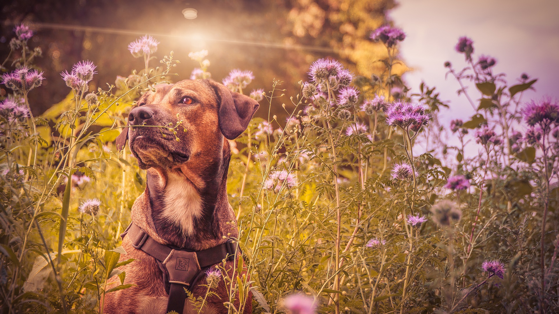 Wallpaper Dog, pet animal, meadow, wild flowers, sunlight