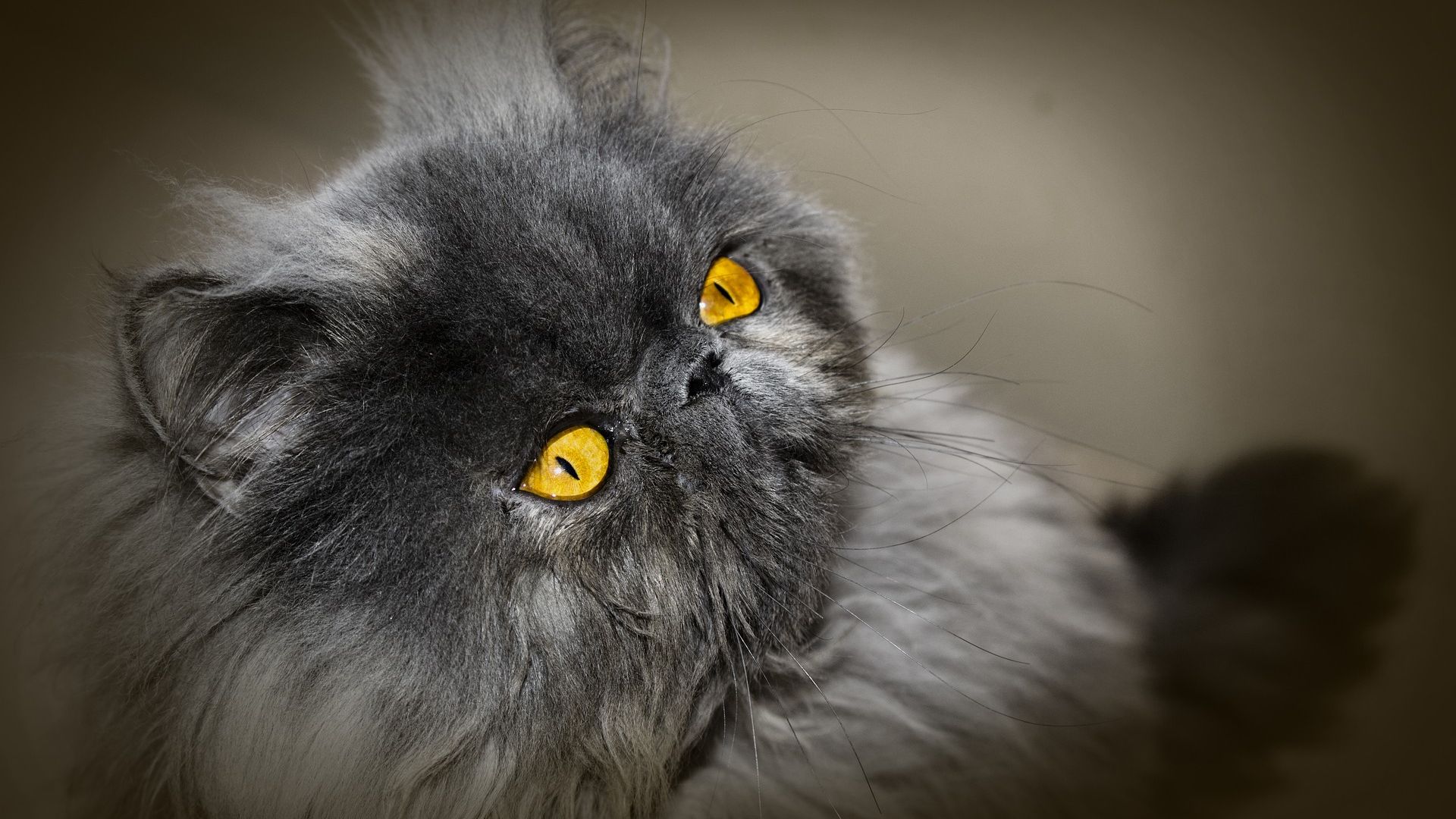 Wallpaper Persian cat, pet animal