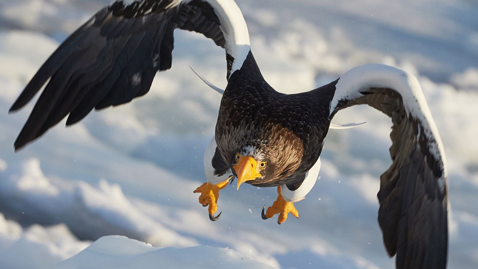 Wallpaper Predator, Eagle bird, flying