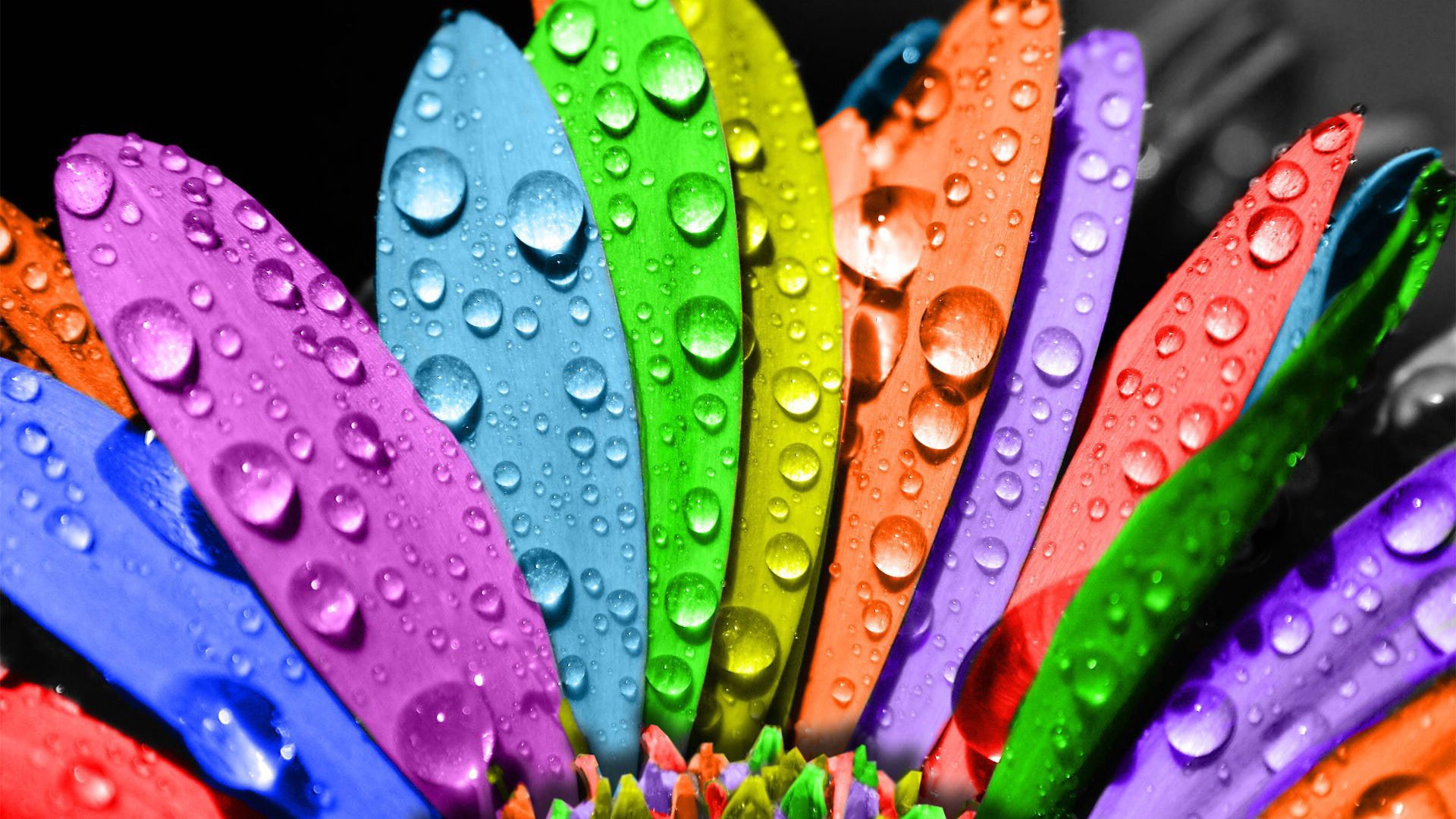 Wallpaper Colorful background artwork of drops on leaves