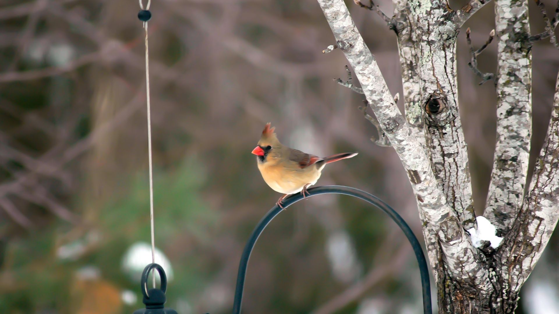 Wallpaper Cardinal, cute, small bird, bur