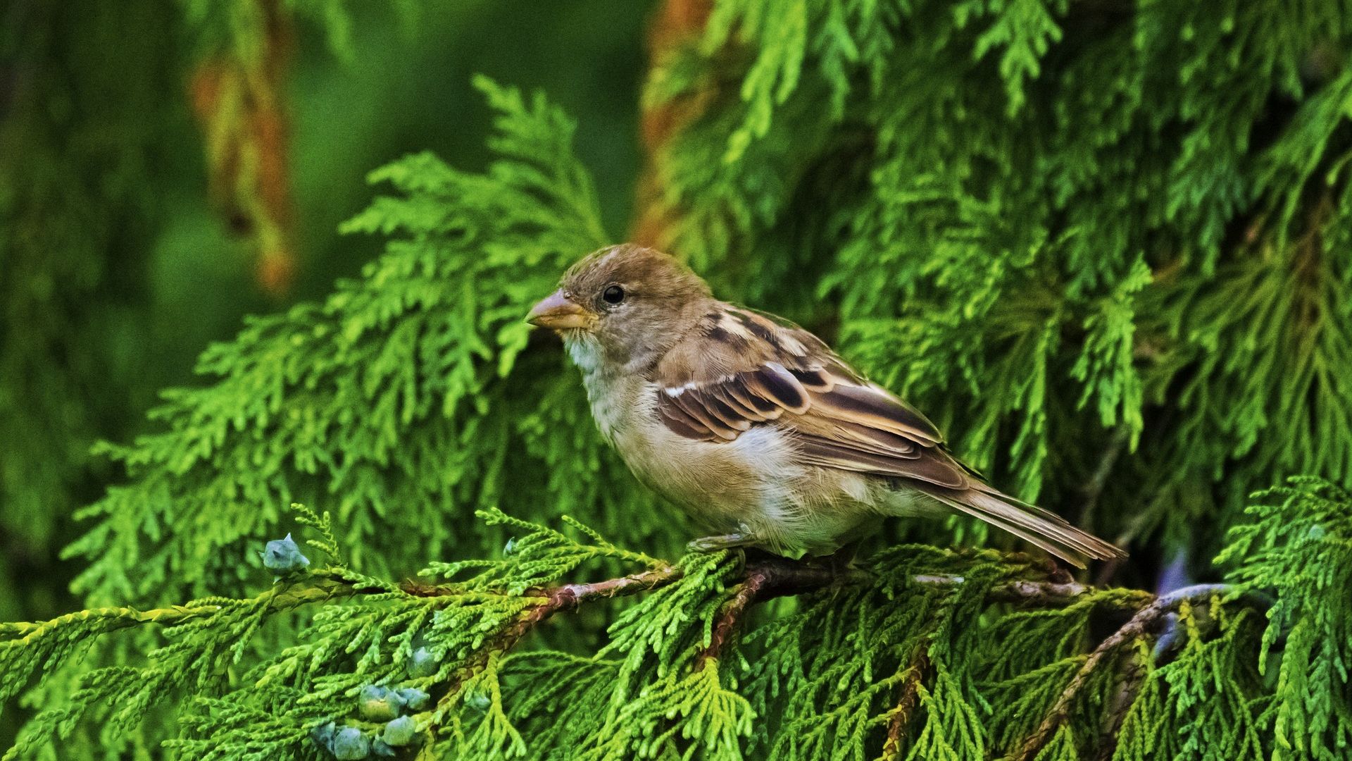 Wallpaper Cute bird, sparrow, tree branches