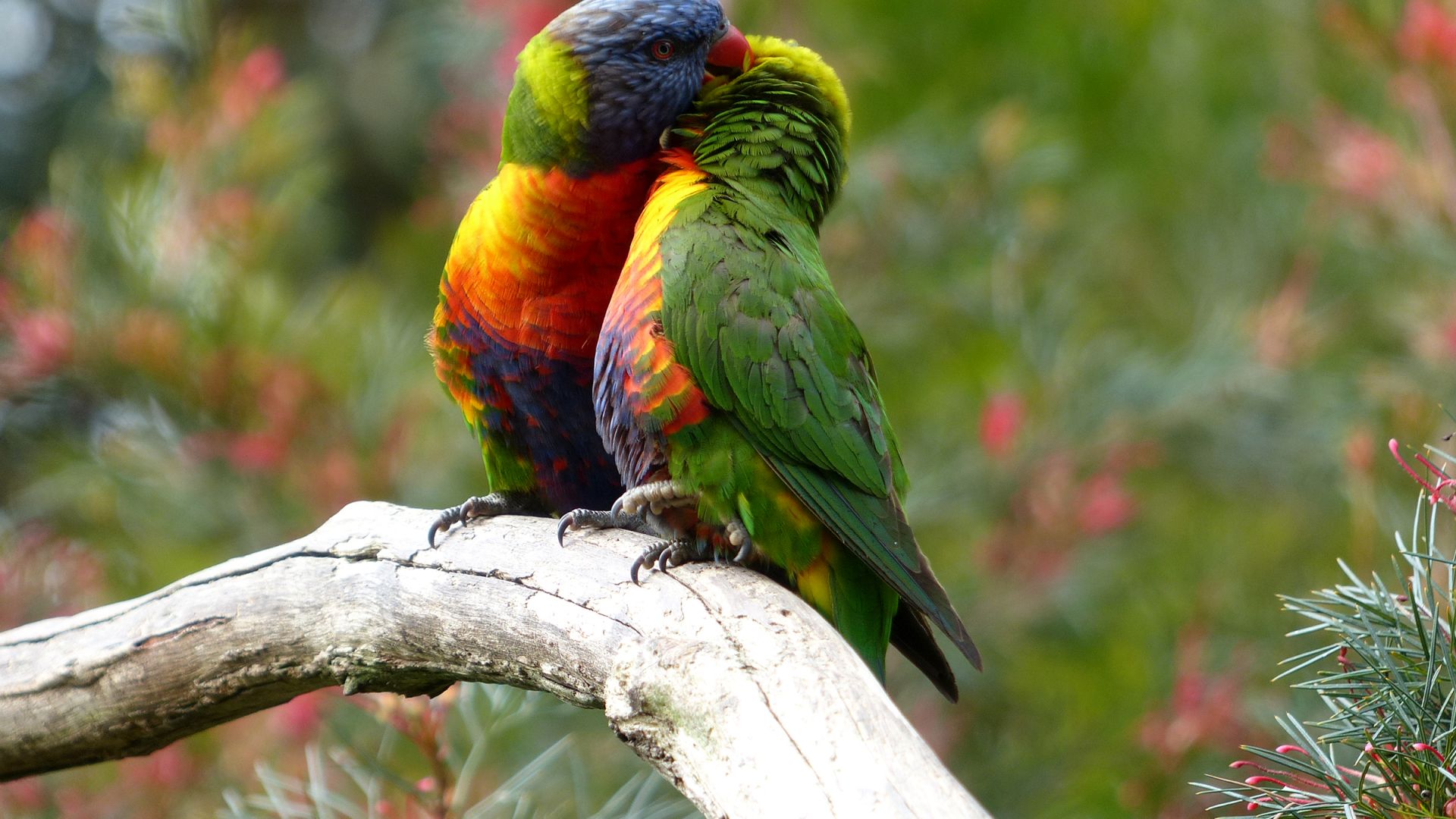 Wallpaper Rainbow lorikeet birds, couple