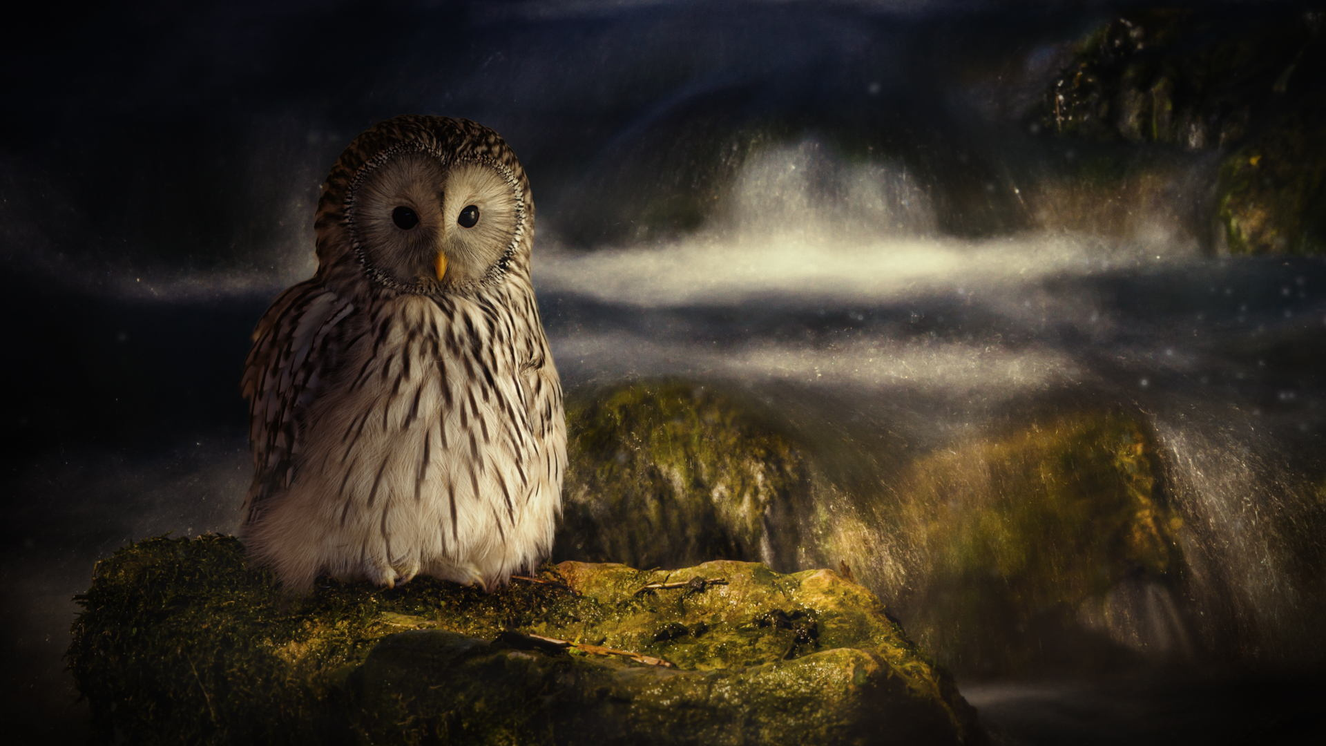 Wallpaper Owl bird, predator, night