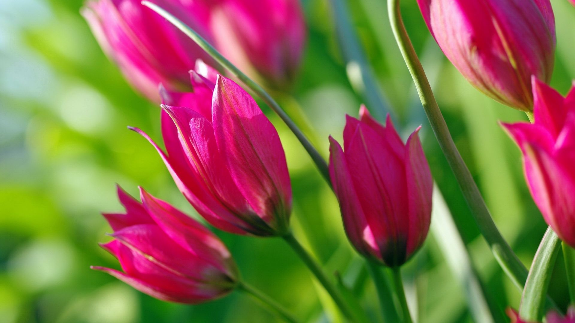 Wallpaper Pink flower, tulip