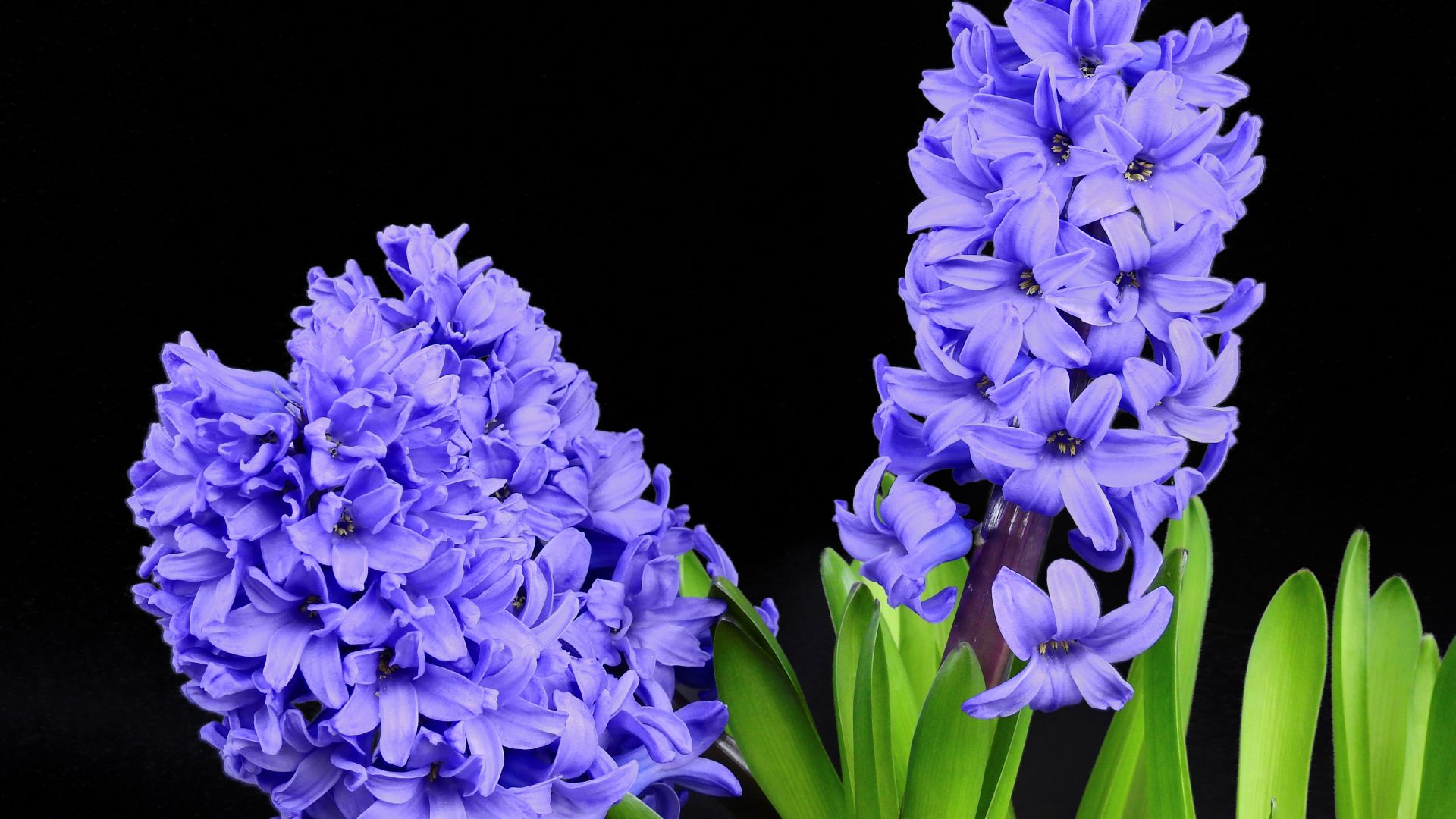 Wallpaper Hyacinth flowers, purple