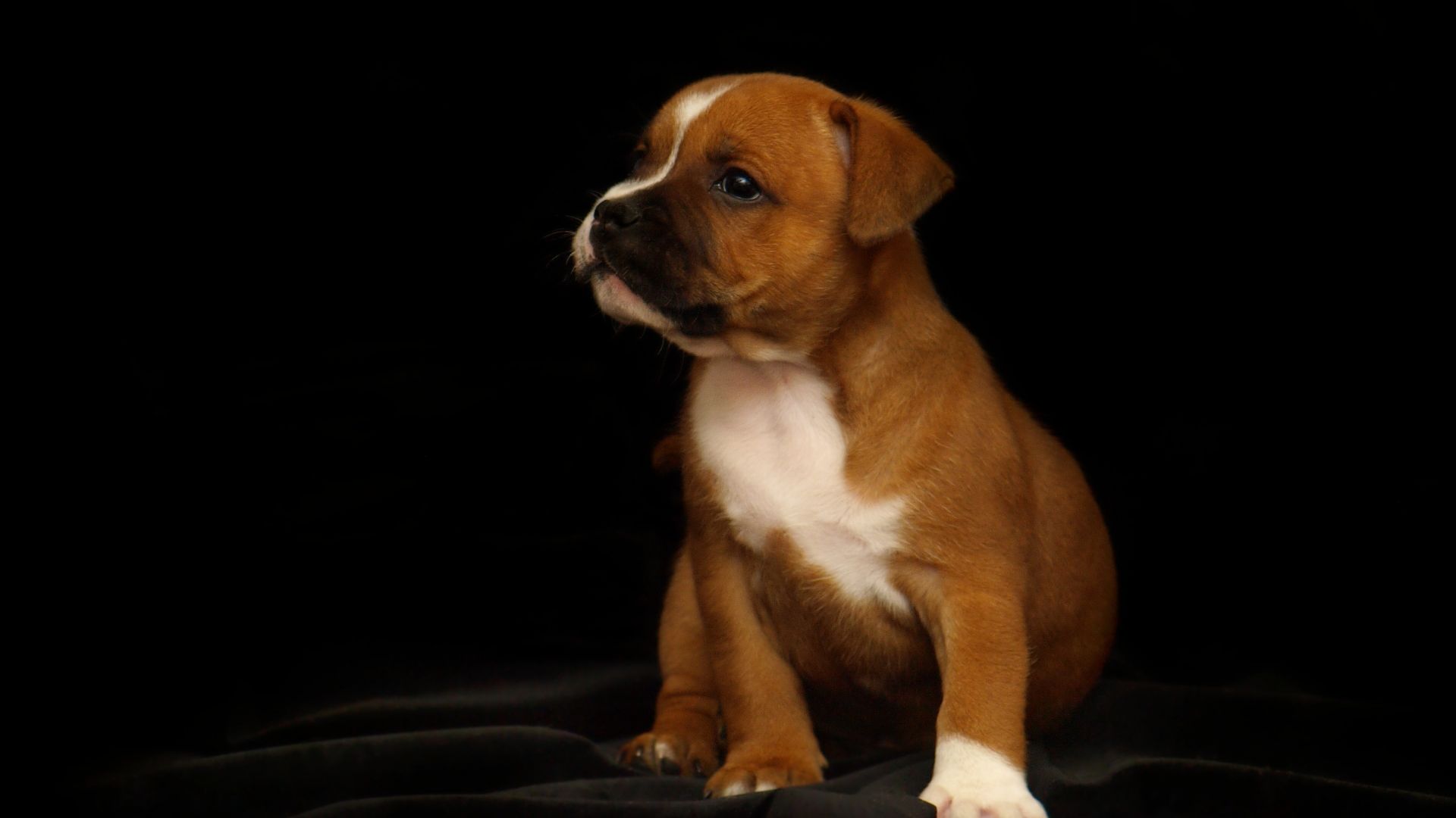 Wallpaper Puppy, Adorable, Staffordshire Bull Terrier dog