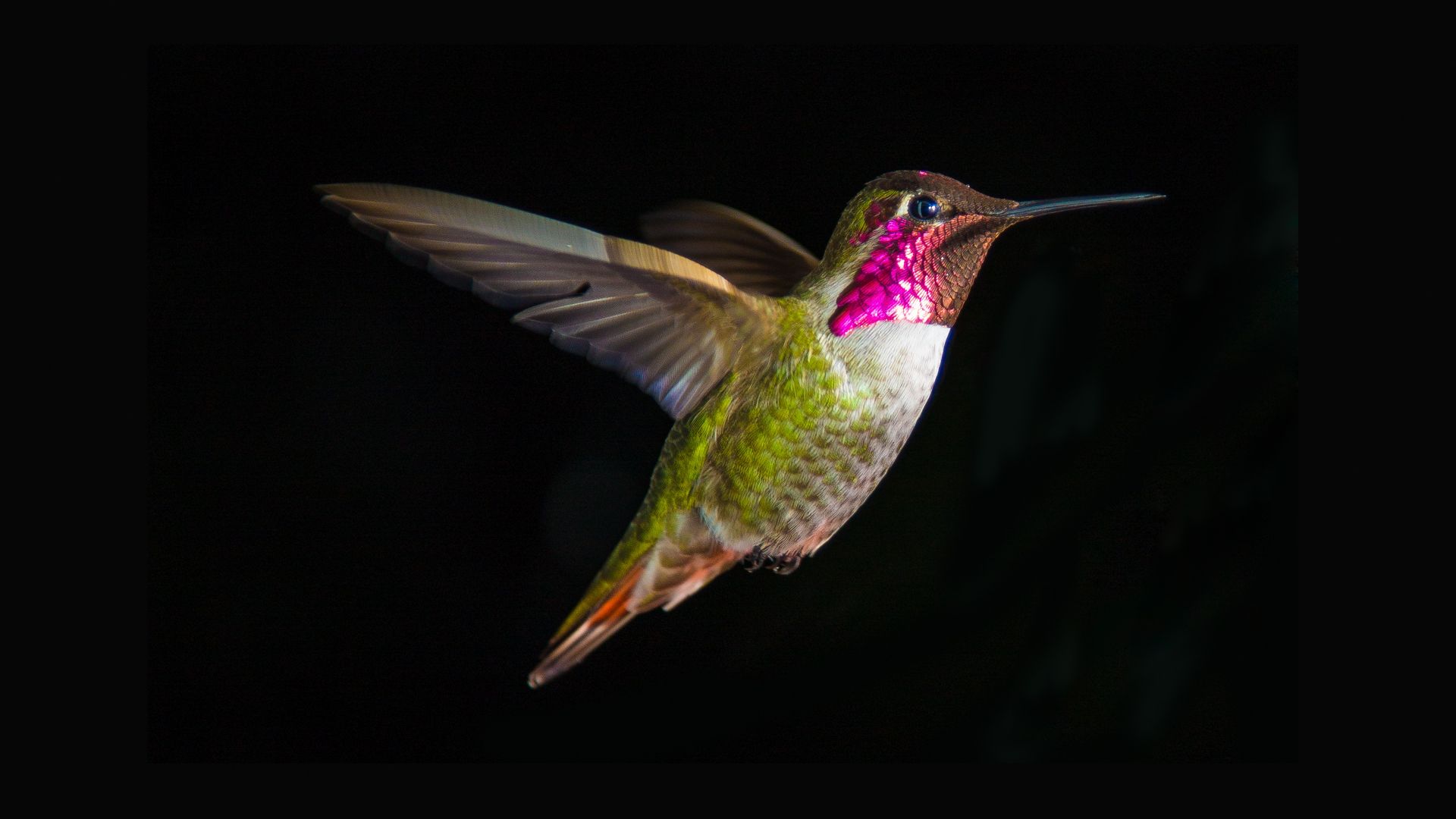 Wallpaper Hummingbird mid flight 