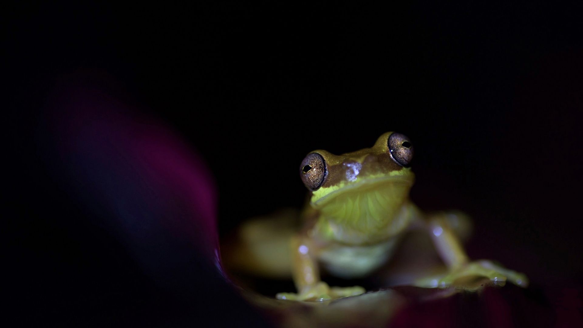 Wallpaper Frog, close up, small animal
