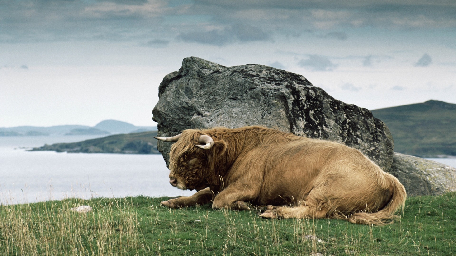 Wallpaper Furry cow, sitting, landscape, rock