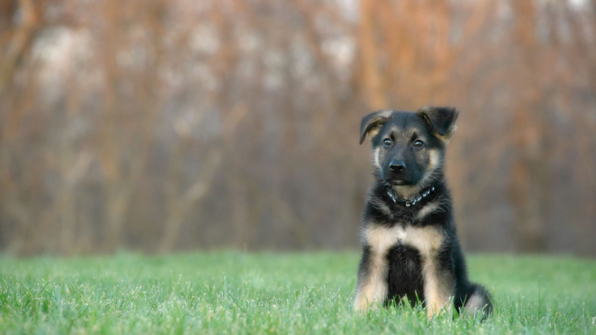 Wallpaper German shepherd dog puppy