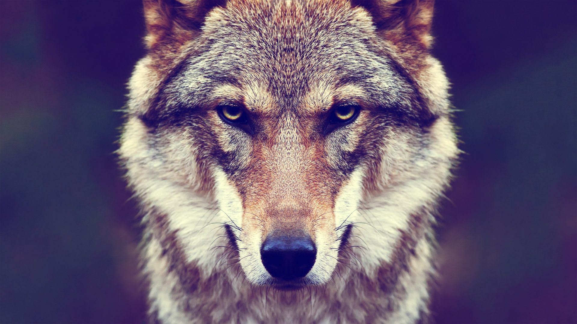 Wallpaper Predator, Wolf muzzle, animal, close up