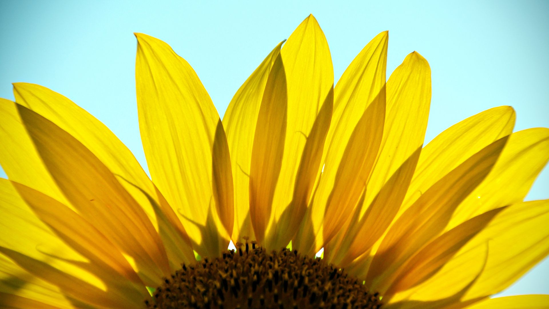 Wallpaper Sunflower, flower petals