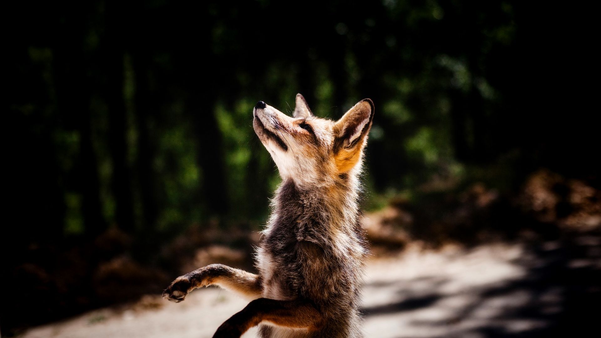 Wallpaper Jump, fox, wildlife, animal