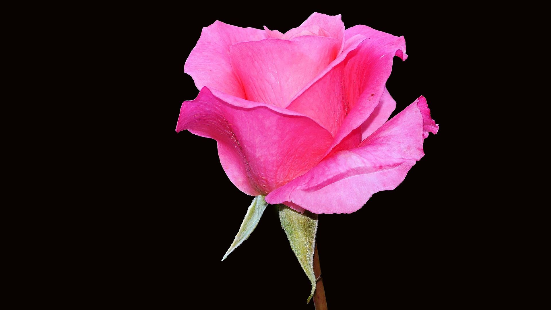Desktop Wallpaper Rose Flower, Bloom, Hd Image, Picture, Background, Kyrakm